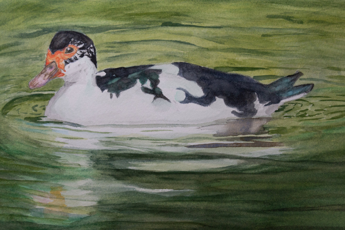 Belgian Muscovy Duck Print