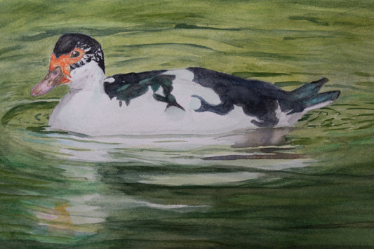 Belgian Muscovy Duck Print
