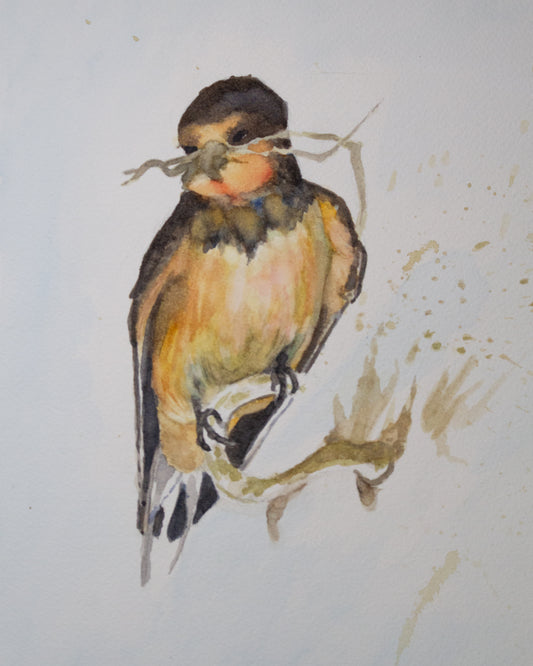 Barn Swallow