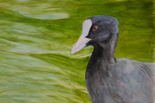 Eurasian Coot Watercolor Painting
